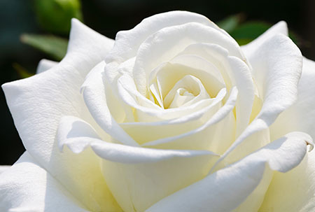 significado de las rosas blancas